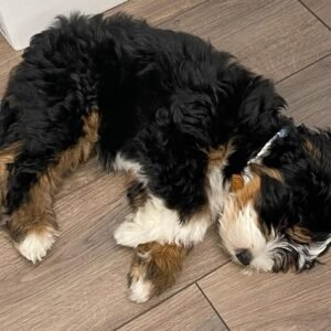 F1 Bernedoodle Puppies for Sale Near Me