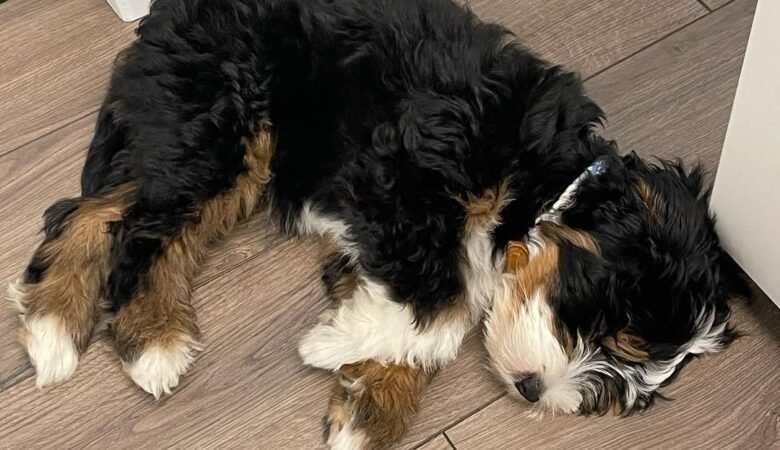 Mellow, Male f1 mini Bernedoodle
