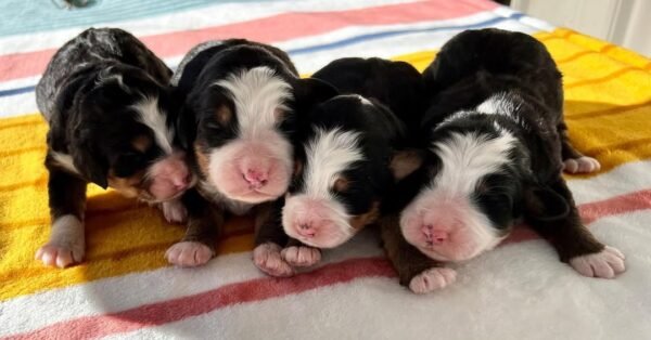 Chocolate Bernedoodle Puppies for Sale Near Me