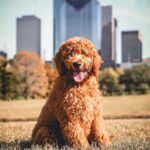 Q: How do I know if the Goldendoodle puppy I’m buying is from a responsible breeder?