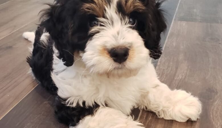 Murphy, Male f1 Mini Bernedoodle