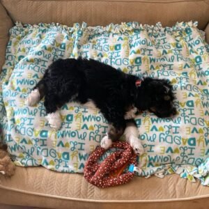 Black Bernedoodle Puppies for Sale Near Me