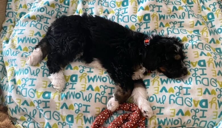 Tucker, Male F1 Standard Bernedoodle