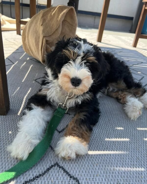 Standard Bernedoodle Puppies for Sale