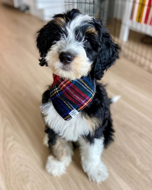 Standard Bernedoodle Puppies for Sale Near Me