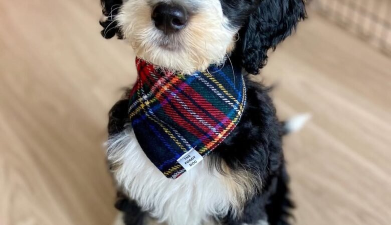 Jasper, Female F1b Standard Bernedoodle