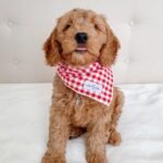 Q: How much should I expect to pay for an English Cream Goldendoodle puppy in West Midlands?