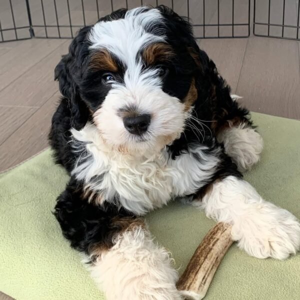 F2B Bernedoodle Puppies for Sale Near Me