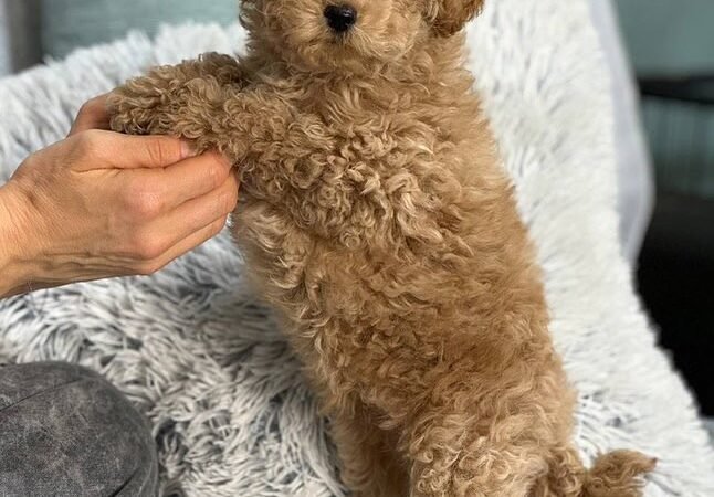 Smurfic, male f1b Maltipoo Puppy