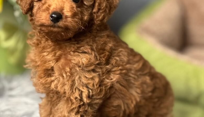Dylan, male f1 Maltipoo Puppy