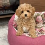 Miniature Maltipoo Puppies for Adoption