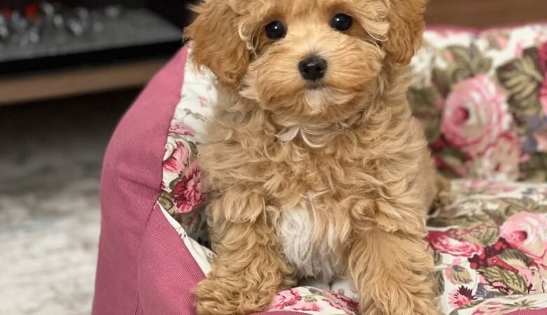 Monica, female f1 Maltipoo Puppy