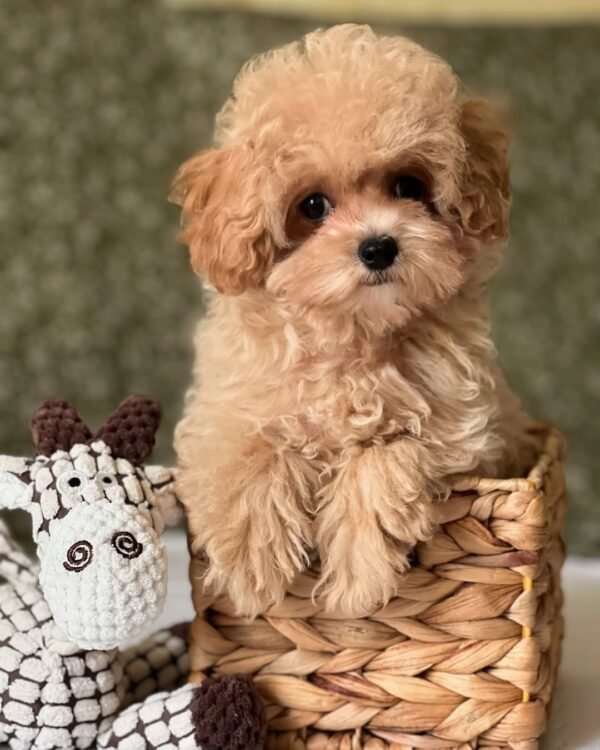 Toy Maltipoo Puppies for Sale