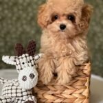 Toy Maltipoo Puppies for Sale