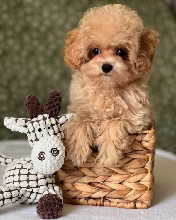 Toy Maltipoo Puppies for Sale