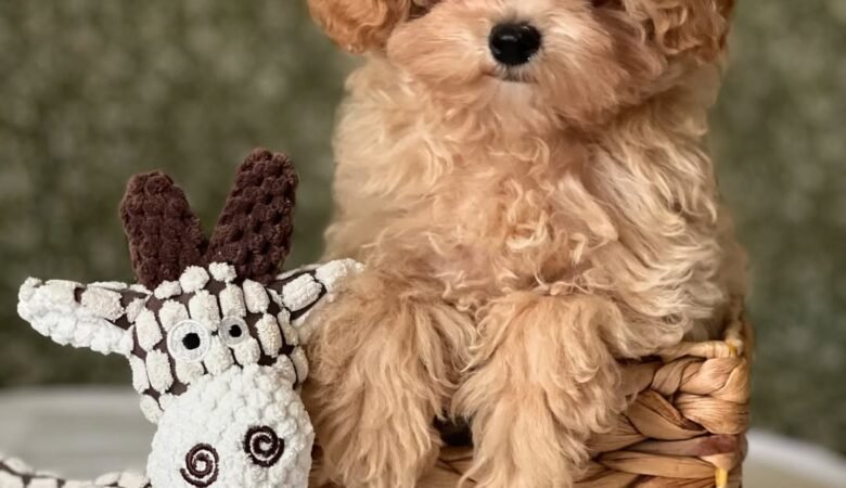 Coco, female f1 Maltipoo Puppy