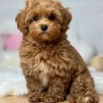 Toy Maltipoo Puppies for Adoption