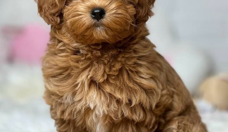 Mirabella, female f1 Maltipoo Puppy