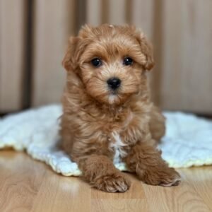 Miniature Maltipoo Puppies for Sale