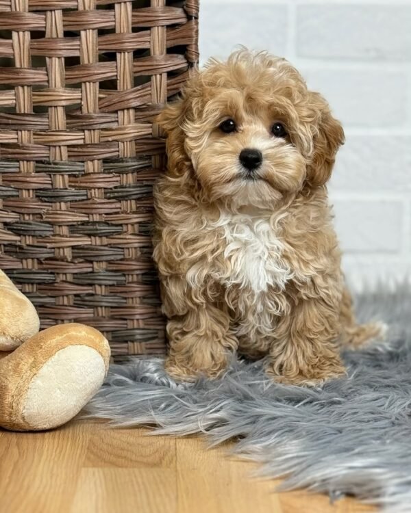 Teacup Maltipoo Puppies for Sale Near Me