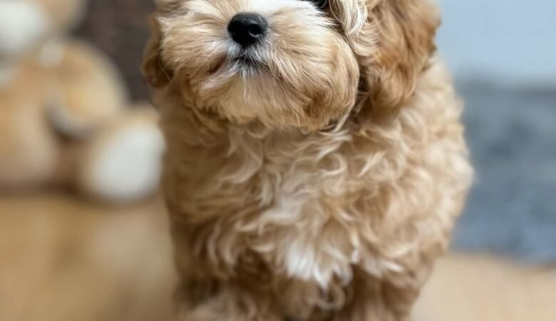 Leonardo, male f1 Maltipoo Puppy