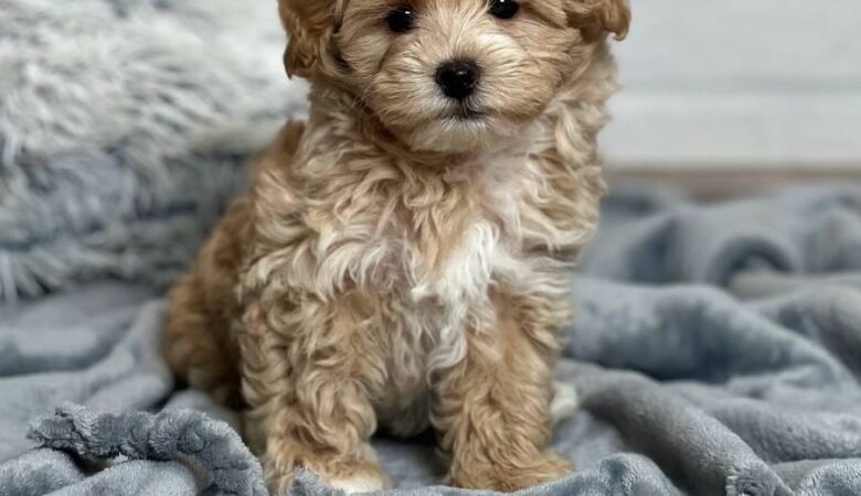 Josephine, female f1 Maltipoo Puppy