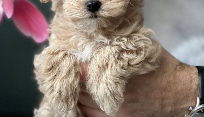 Gray, male f1 Maltipoo Puppy