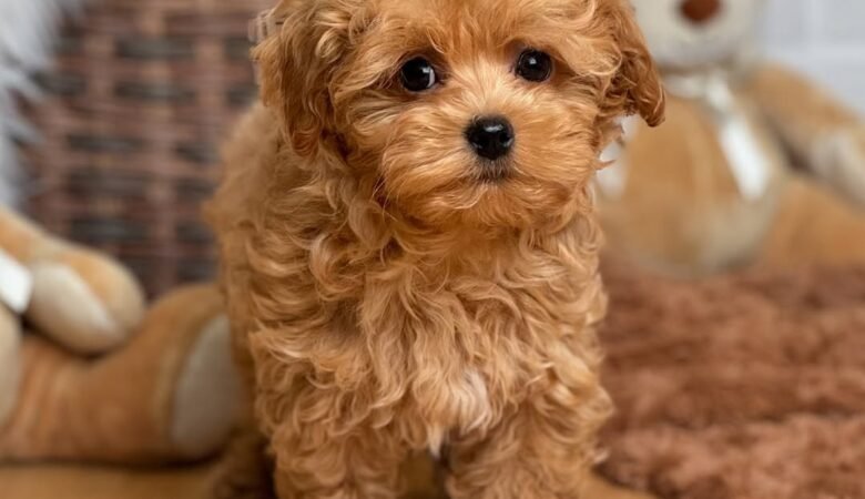 Parmesan, female f1 Maltipoo Puppy