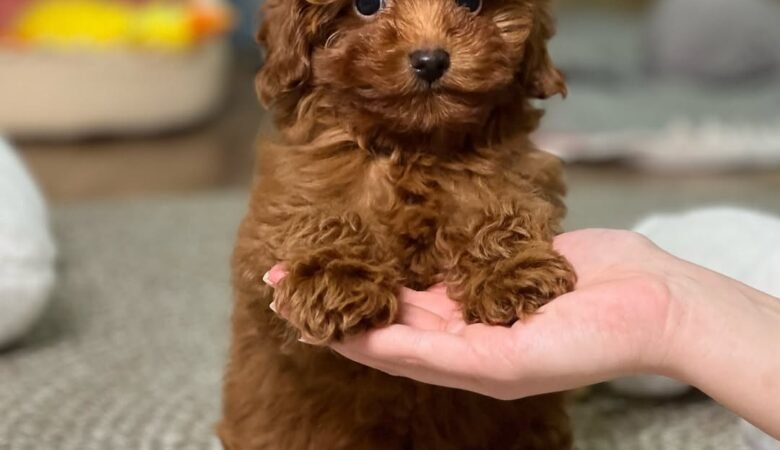 Rio, male f2 Maltipoo Puppy