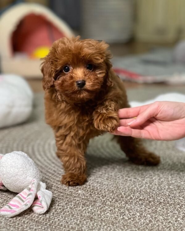 F1 Maltipoo Puppies for Sale