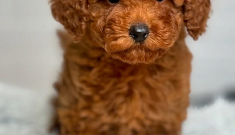 Sabrina, female f2 Maltipoo Puppy