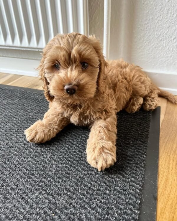 Miniature Cockapoo Puppies for Adoption