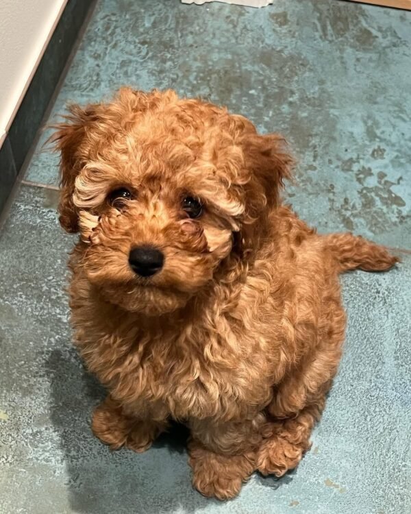 Standard Cockapoo Puppies for Adoption