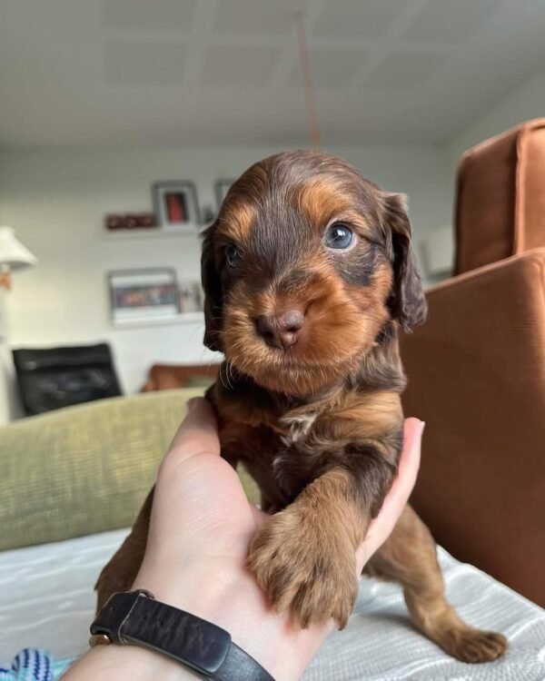 Miniature Cockapoo Puppies for Sale