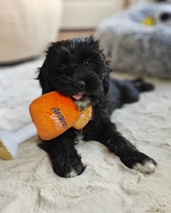 Cockapoo Puppies for Sale Near Me